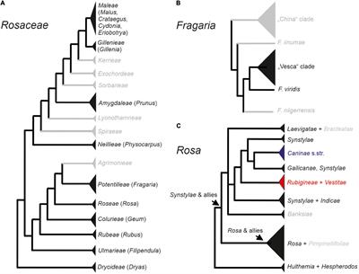 Power and Weakness of Repetition – Evaluating the Phylogenetic Signal From Repeatomes in the Family Rosaceae With Two Case Studies From Genera Prone to Polyploidy and Hybridization (Rosa and Fragaria)